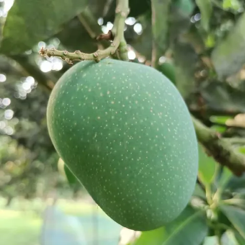 gopal product image গোপালভোগ আম