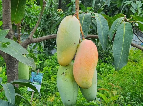 Banana-Mango ব্যানানা ম্যাংগো আম