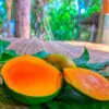 হিমসাগর আম