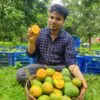 হিমসাগর আম