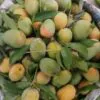 গোপালভোগ আম