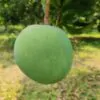 গোবিন্দভোগ আম
