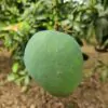 গোবিন্দভোগ আম
