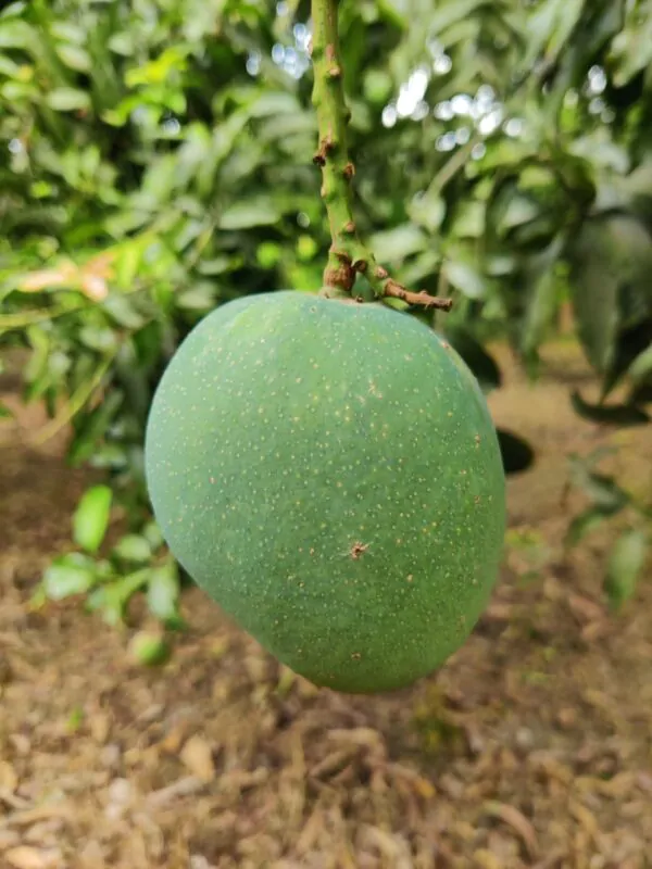 gv2 গোবিন্দভোগ আম