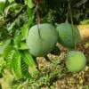 গোবিন্দভোগ আম