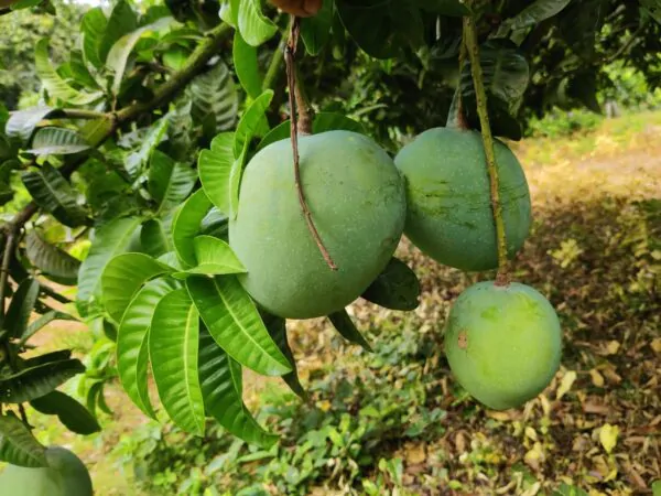 gv3 গোবিন্দভোগ আম