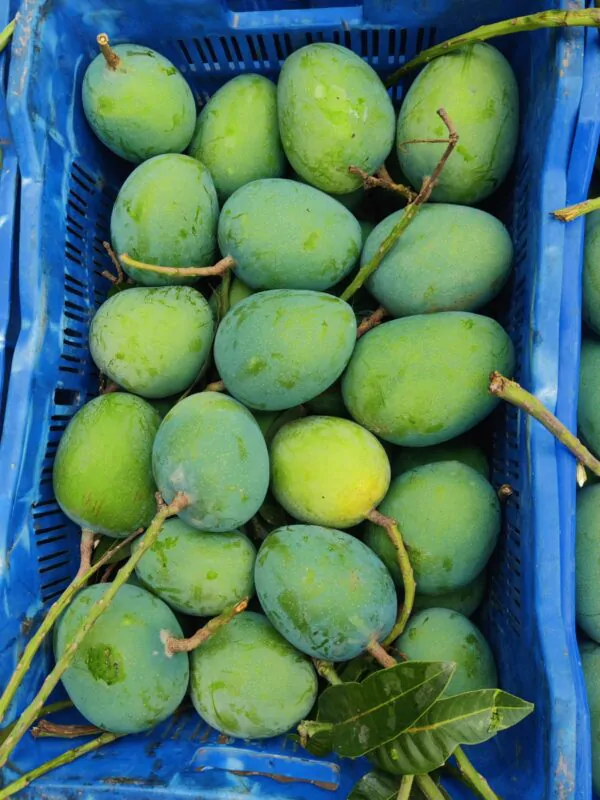 gv4 গোবিন্দভোগ আম