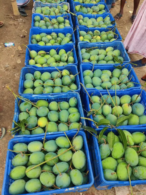 gv6 গোবিন্দভোগ আম