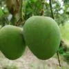 হিমসাগর আম