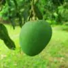 হিমসাগর আম