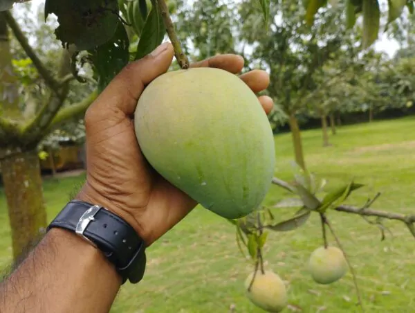 হাড়িভাঙ্গা আম